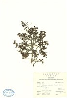 藏品(川上氏忍冬)的圖片